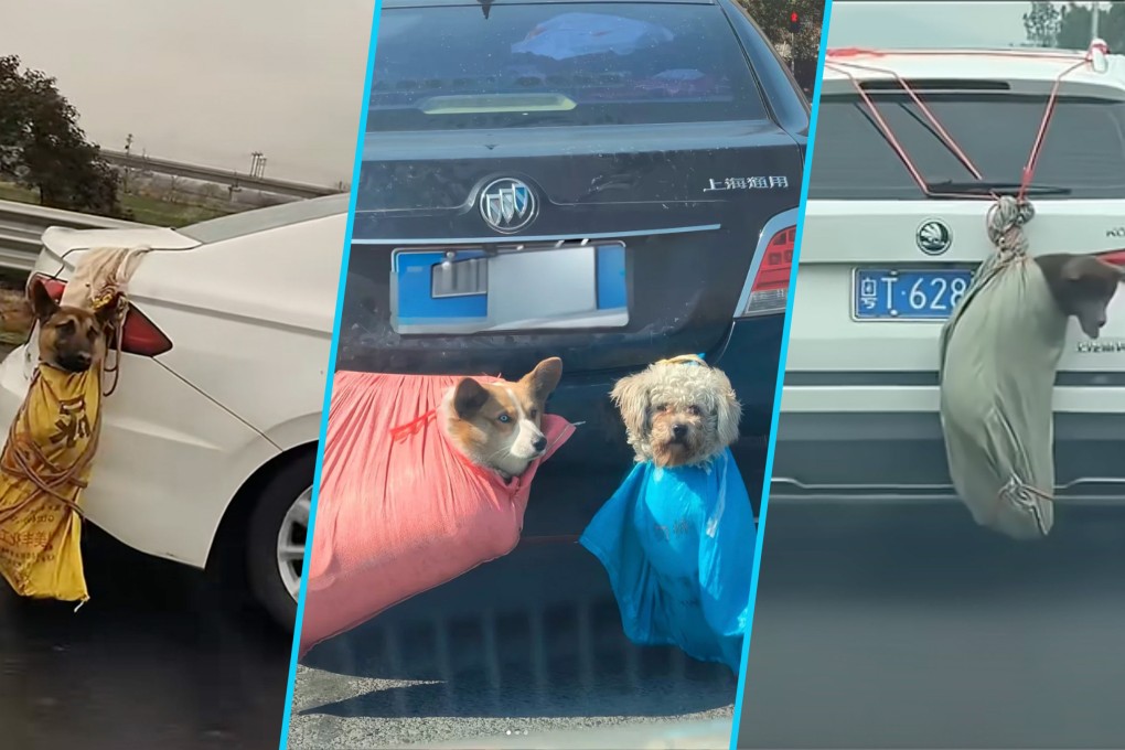 A man in China discovered 62 pet carcasses along a 300-kilometre stretch of highway, suggesting owners might have improperly transported them. Photo: SCMP composite/RedNote