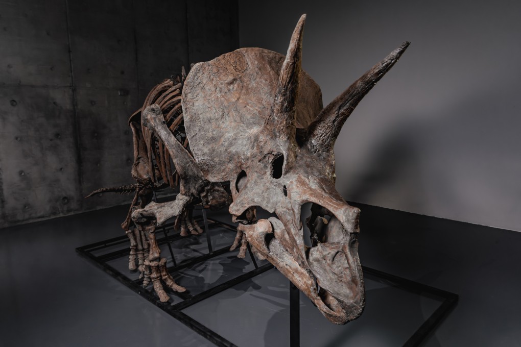 A triceratops skeleton, named Trey, is displayed at Co-Museum at Le Freeport Singapore on February 5. Photo: Courtesy of Joopiter via AP