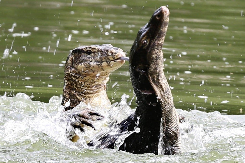 Monitor lizards are often drawn to the water, where they search for food, cool off or find shelter. In places like Thailand’s capital Bangkok, these impressive reptiles thrive in urban green spaces such as Lumphini Park and can be found in canals and waterways throughout the bustling city. Photo: dpa