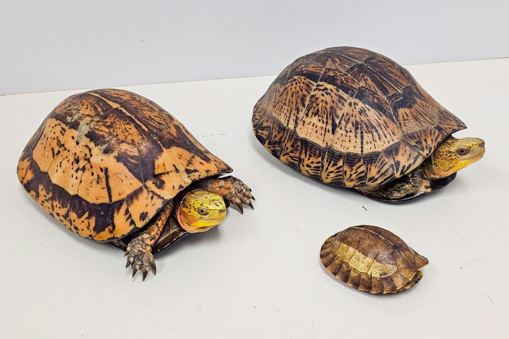 Six turtles – a big-headed turtle, three Indochinese box turtles, a black-breasted leaf turtle and a keeled box turtle – were also found on the premises. Photo: Handout