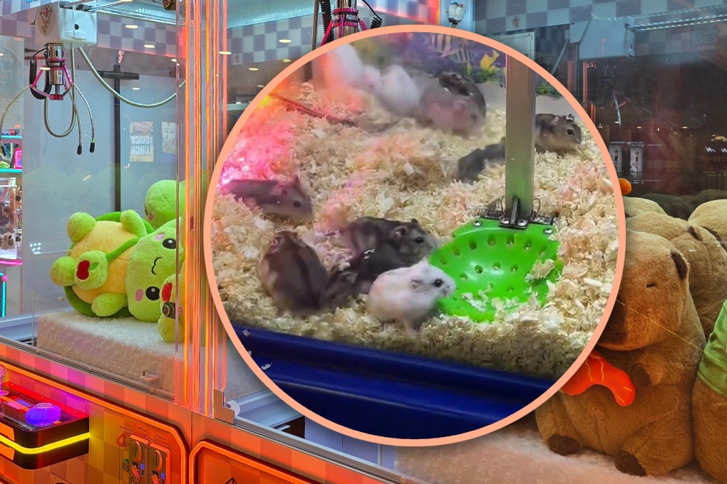 A Chinese game shop has faced a backlash for using live hamsters in a claw machine, resulting in them showing signs of stress. Photo: SCMP composite/Shutterstock/Douyin