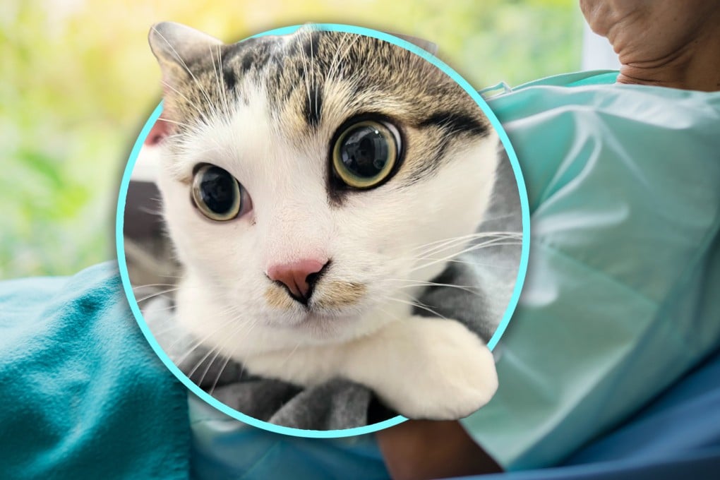 A Chinese pet shop owner discovered an abandoned cat left outside her store with a touching letter and cash from an elderly person facing surgery. Photo: SCMP composite/Shutterstock/Douyin
