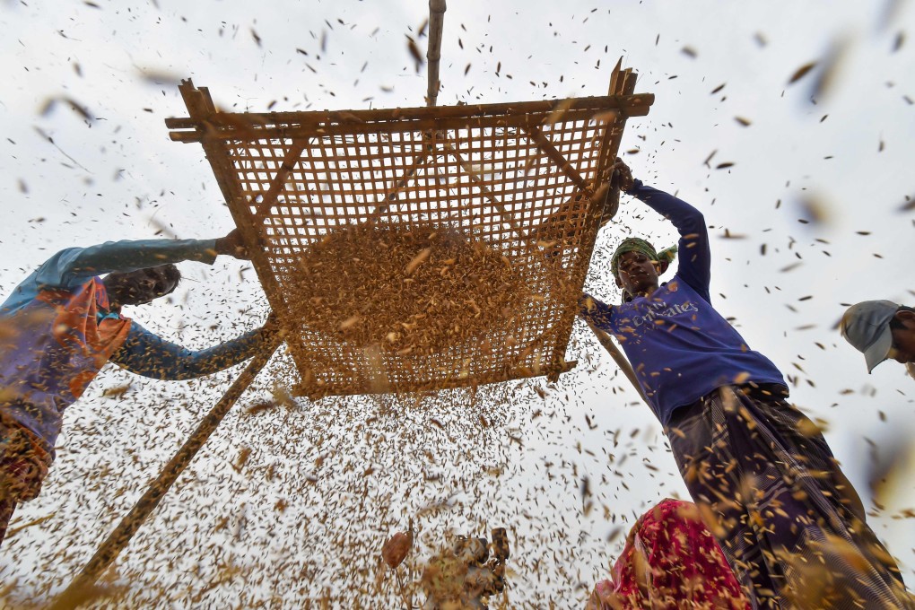 Workers harvest rice at a paddy field in Kishoreganj, Bangladesh. Photo: AFP