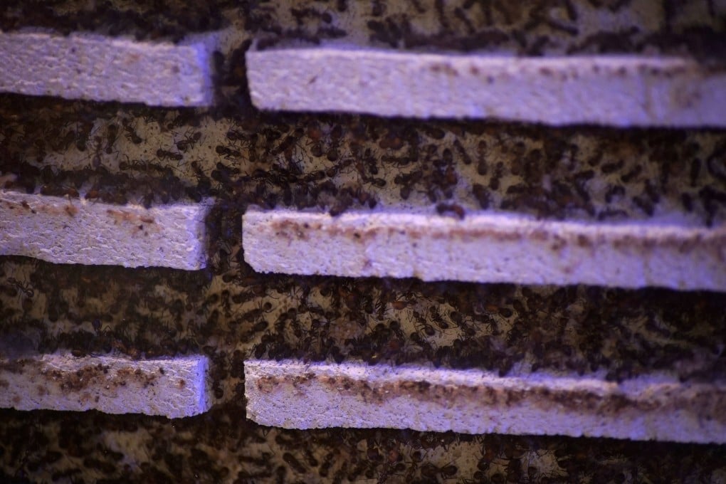 Kenya has seen a rise in ant smuggling and biopiracy. Photo: Reuters