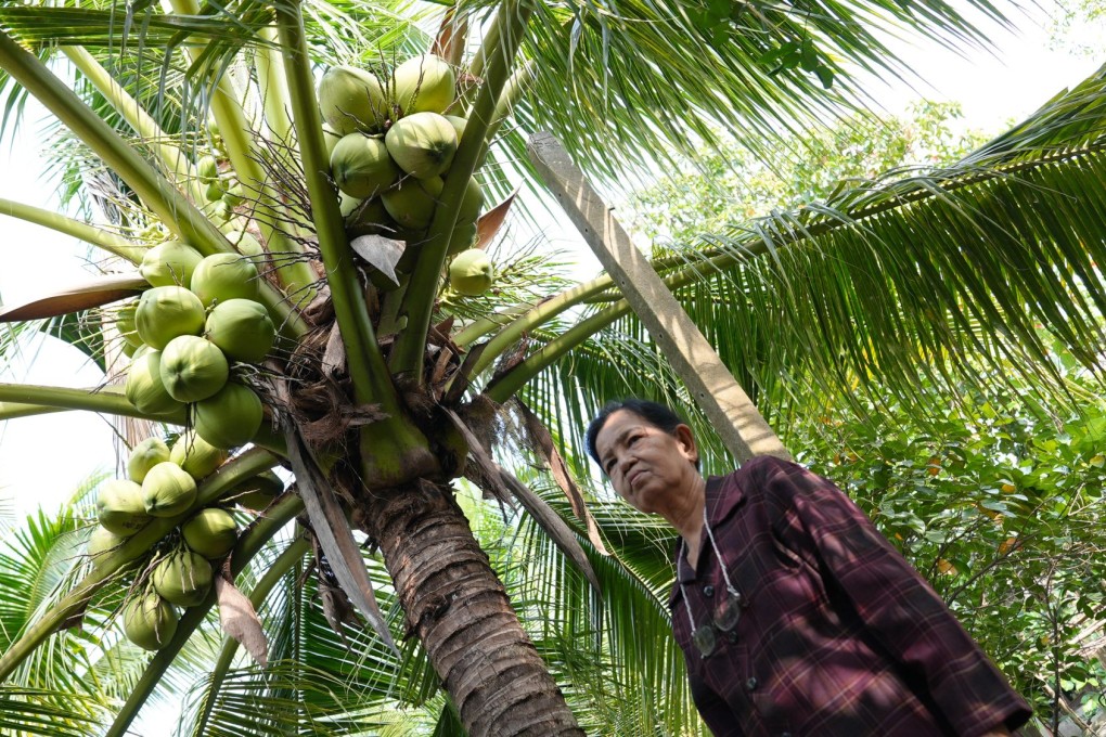 Inside the coconut cartel: how Chinese money squeezes Thai farmers | South China Morning Post