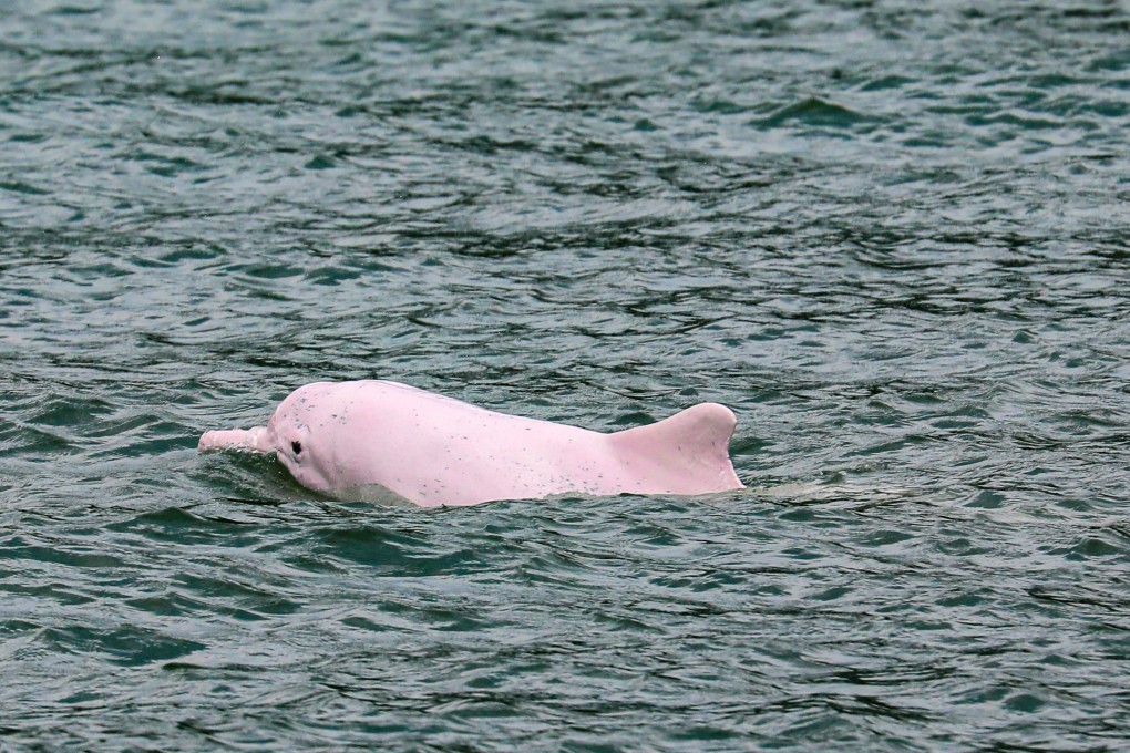 A  Chinese white dolphin swims in the waters around Lantau Island in Hong Kong. Photo: Xiaomei Chen