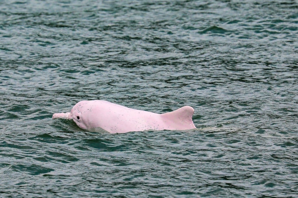 A Chinese white dolphin swims in the waters around Lantau Island in Hong Kong. Photo: Xiaomei Chen