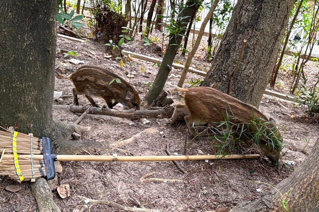 The wild boars were captured in Hong Kong’s Wong Tai Sin neighbourhood. Photo: Handout