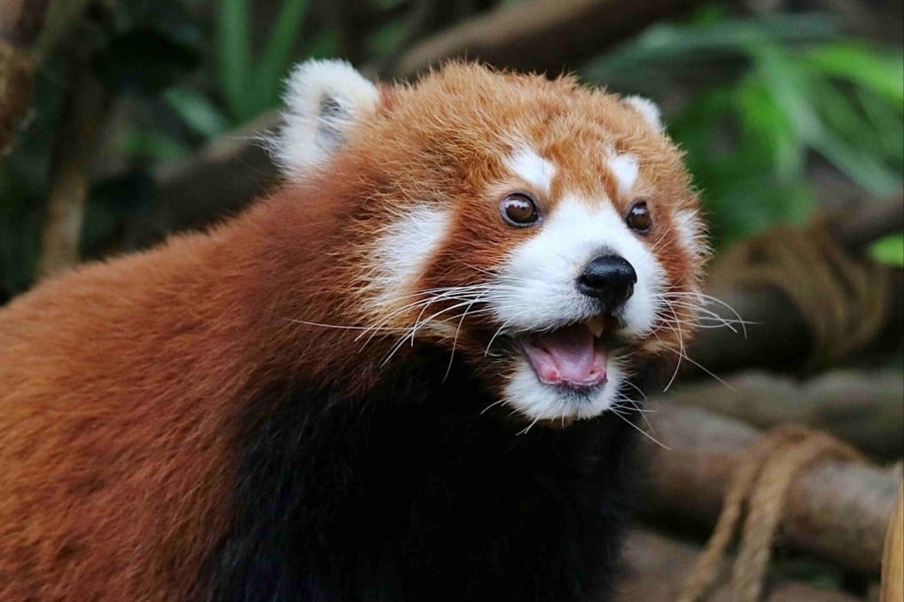 Ocean Park has euthanised 17-year-old red panda Rou Rou to minimise her suffering from old age ailments. Photo: Handout