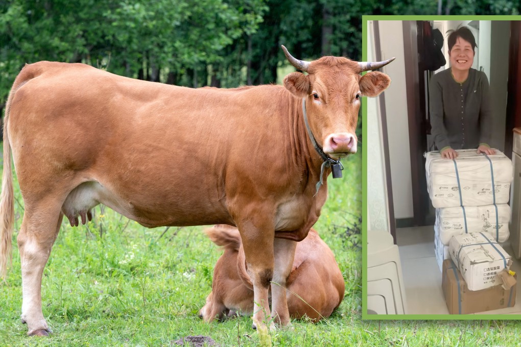 A cancer suffering young migrant worker in China who is working away from home in Beijing received a whole butchered cow from her parents who wanted to help her recovery. Photo: SCMP composite/Shutterstock/Douyin