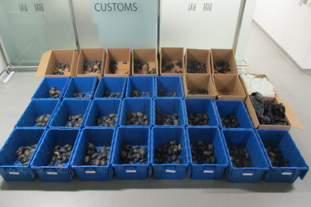 Hong Kong customs officers have seized 986 smuggled live turtles. Photo: Handout