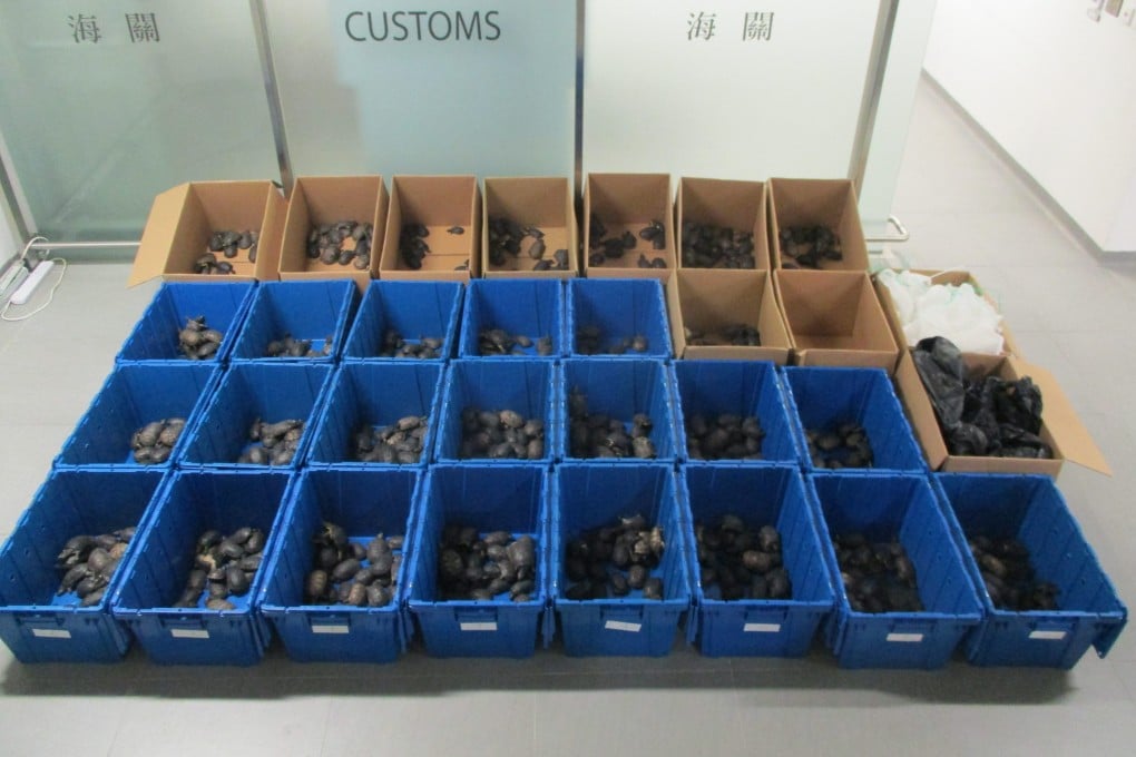 Hong Kong customs officers have seized 986 smuggled live turtles. Photo: Handout