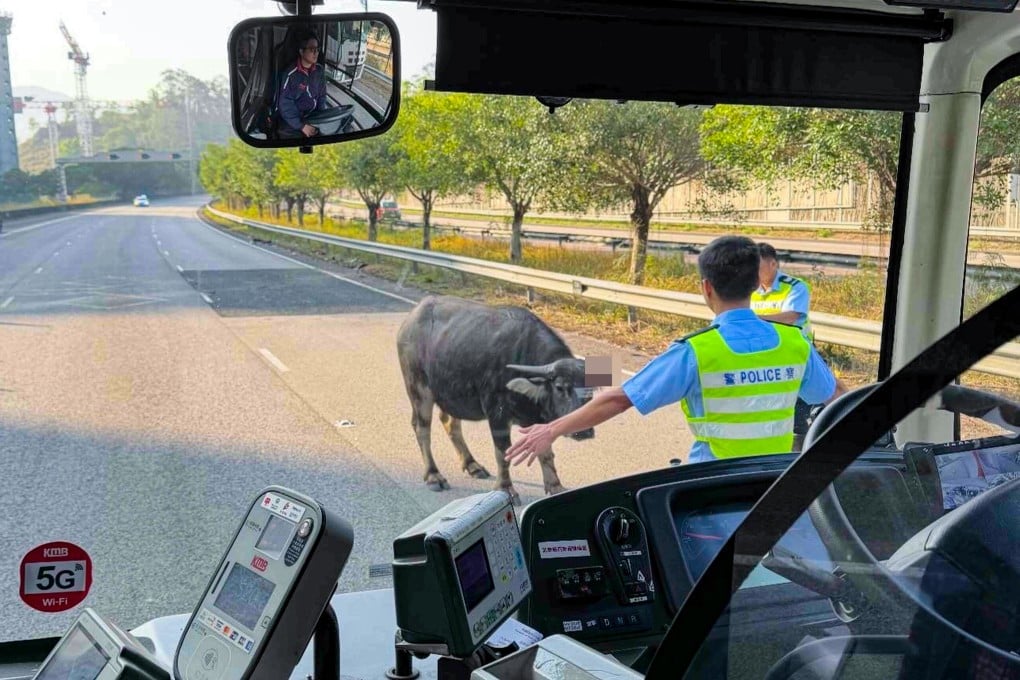 An injured buffalo on a Yuen Long highway brought rush-hour traffic to a standstill. Photo: Handout