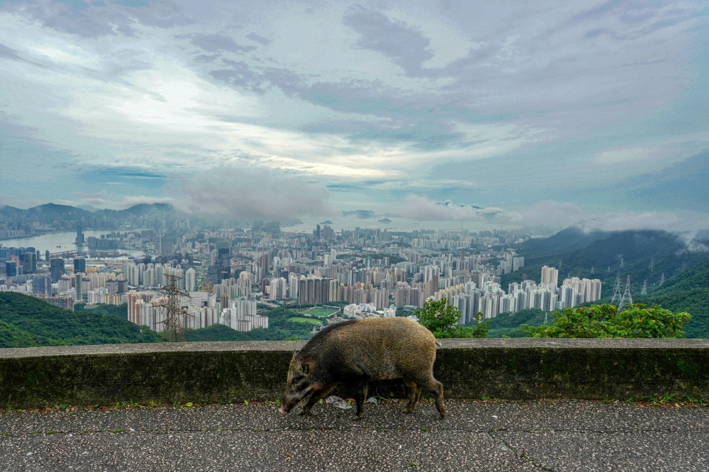 A wild boar is seen at Fei Ngo Shan Road. The number of wild pigs  fell from about 1,830 in 2022 to around 900 in 2024. Photo: Sam Tsang