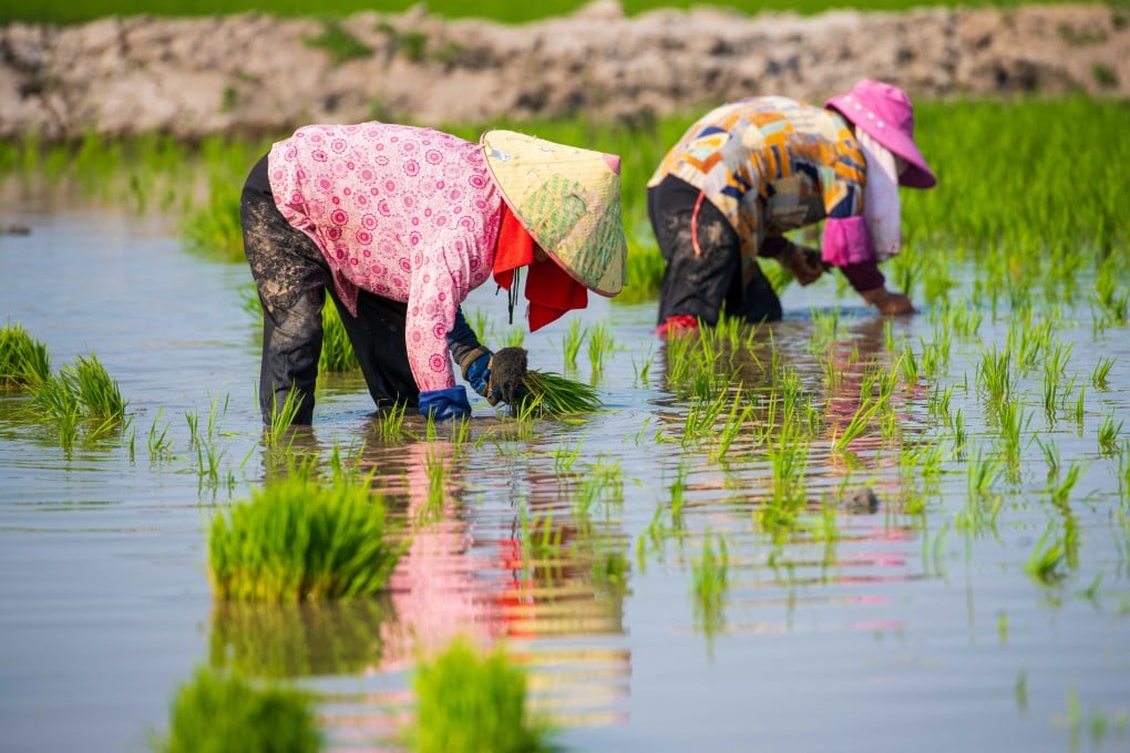 As China and other northern hemisphere countries enter spring planting season, the Food and Agriculture Organization of the United Nations has said war in the Middle East could have a serious impact on global food prices if it continues beyond three months. Photo: Xinhua