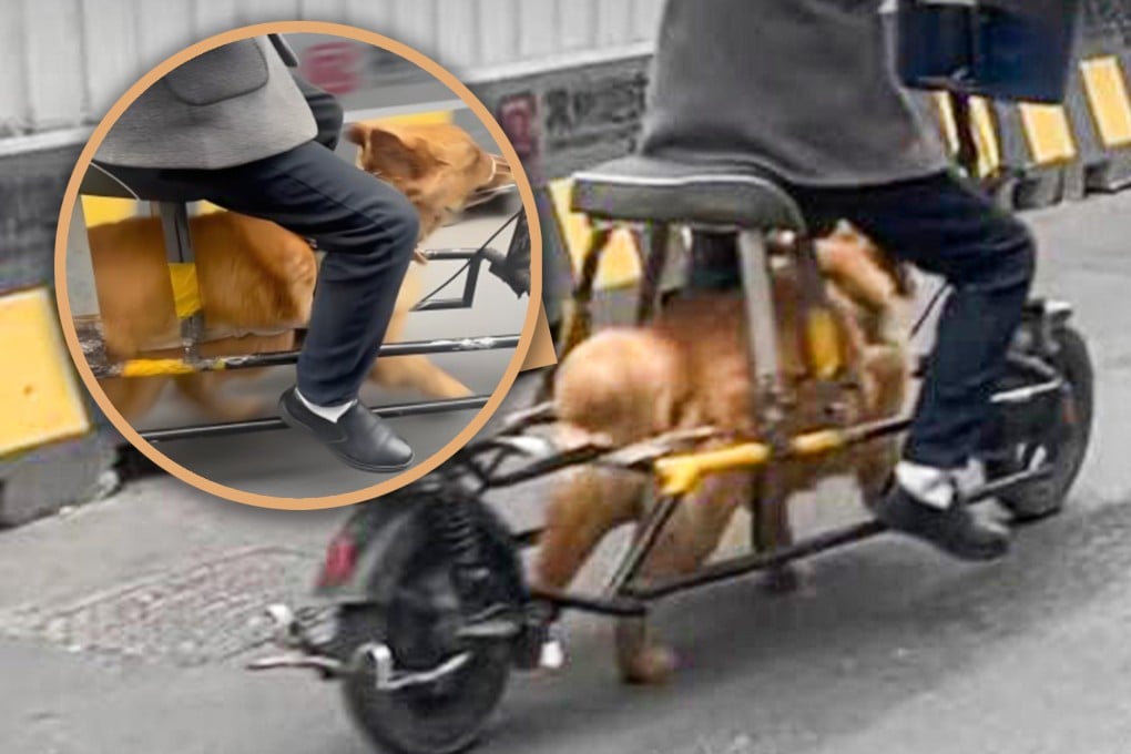 A Chinese man modified his electric bicycle by removing its battery and using his golden retriever to power it, drawing criticism for potential animal abuse. Photo: SCMP composite/Douyin