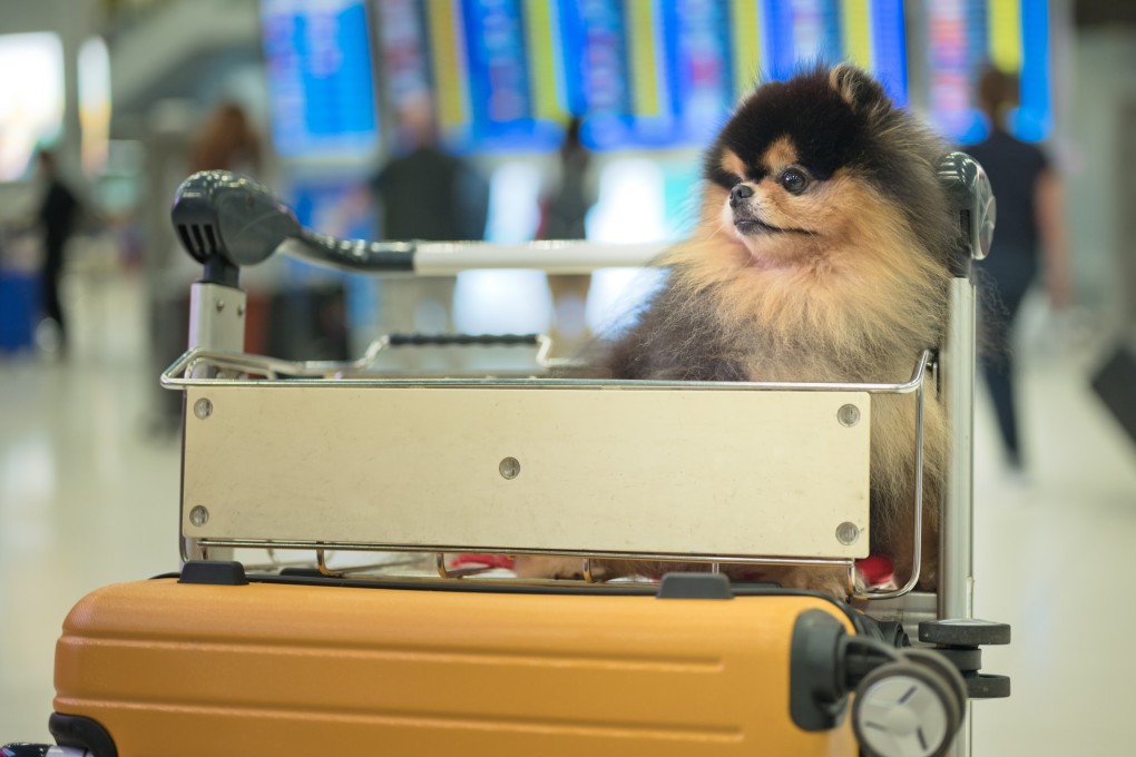 Some Hongkongers have set up a WhatsApp group to seek advice on getting their pets to safety. Photo: Getty Images