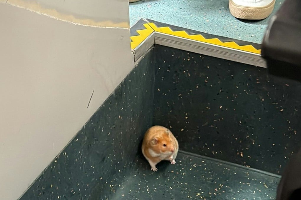 A hamster was spotted on the floor of a KMB bus on Sunday morning. Photo: Handout
