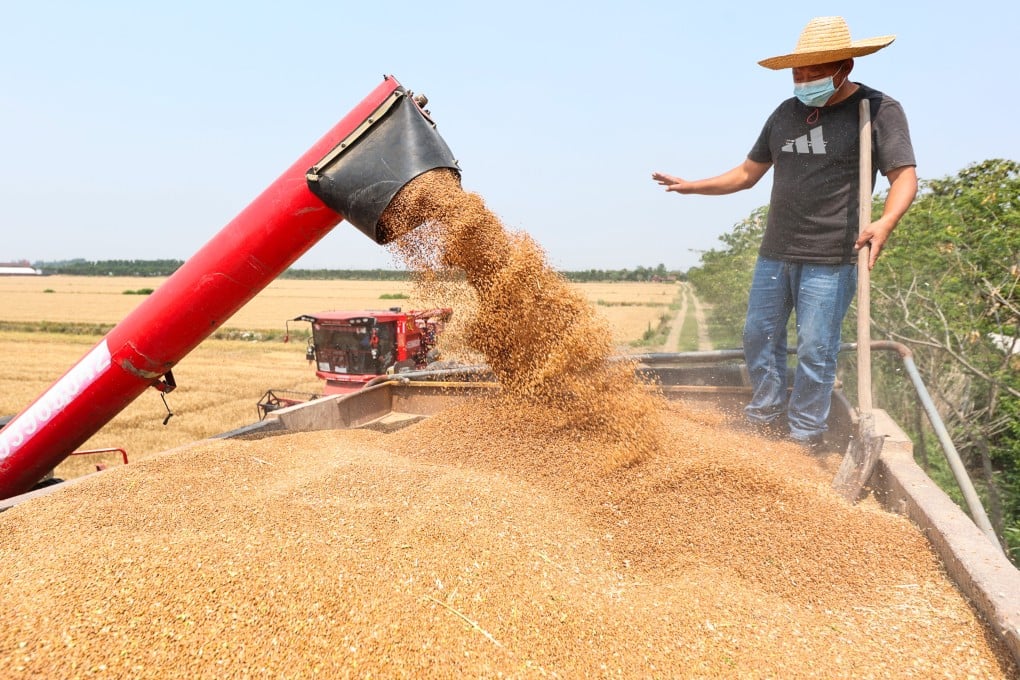 Pertanian Cerdas Padi Ratoon Dorong Produksi Pangan China Melesat