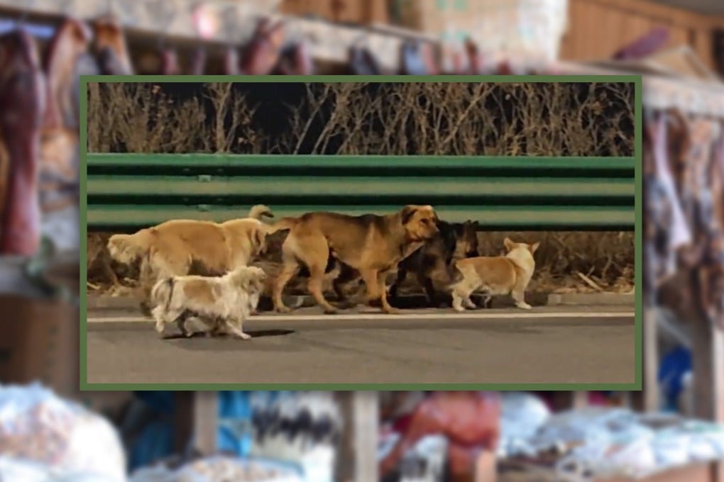 In a touching story, seven dogs from the same village in China escaped after being stolen by a dog meat shop and trekked 17km home. Photo: SCMP composite/Shutterstock/Douyin