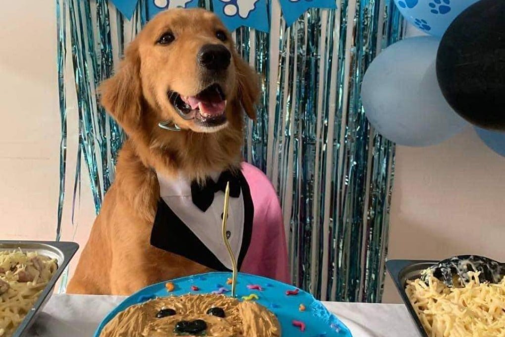 Killua, a three-year-old golden retriever, was found dead inside a sack in 2024. Photo: Vina Arazas