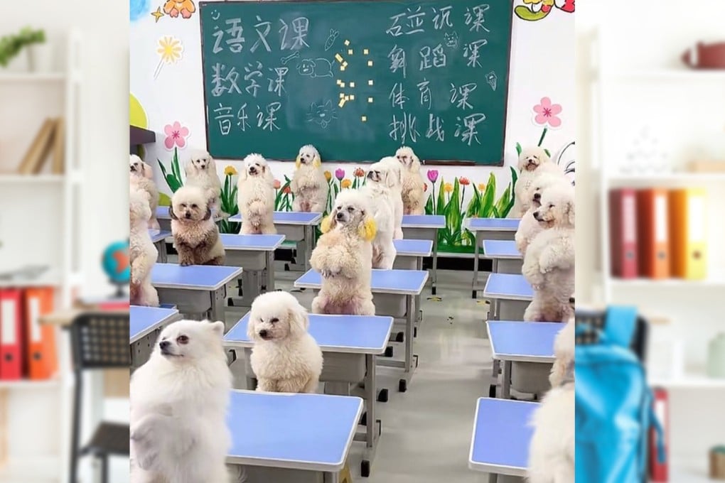 A young Chinese woman has spent US$1,700 to enrol her six-month-old dog in a pet kindergarten for companionship and personality testing. Photo: SCMP composite/Shutterstock/Douyin