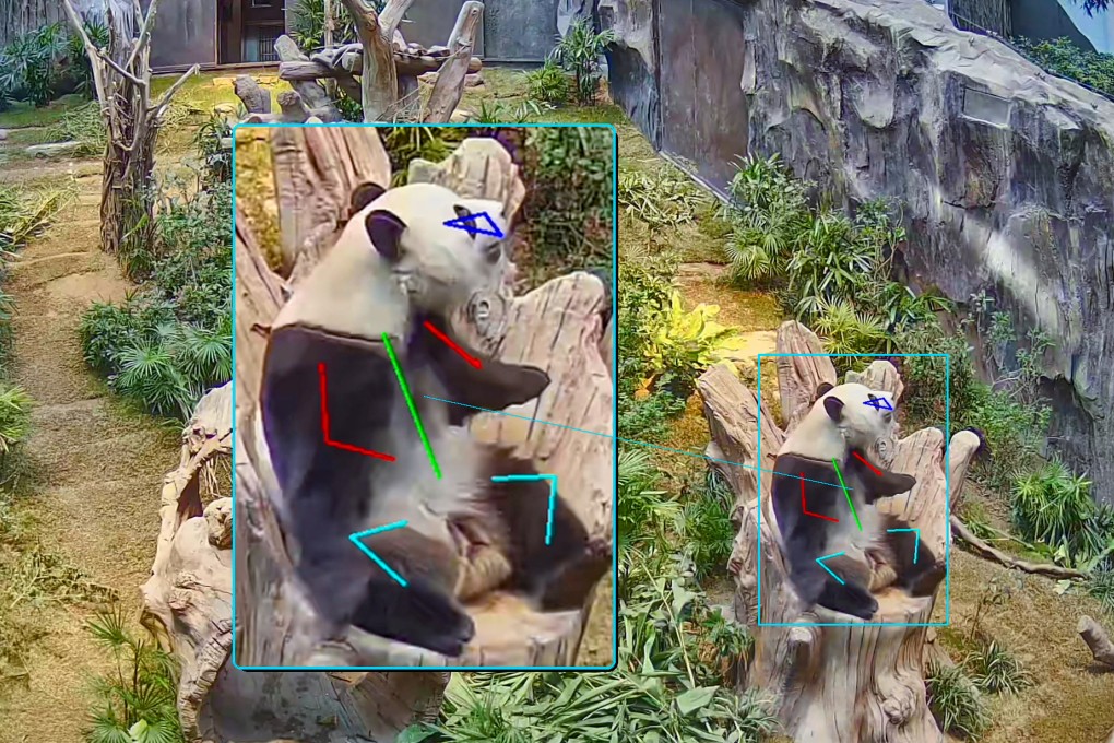 24-hour surveillance footage is processed by machine learning models to quantify activity cycles and locomotor patterns in giant pandas. Photo: Handout