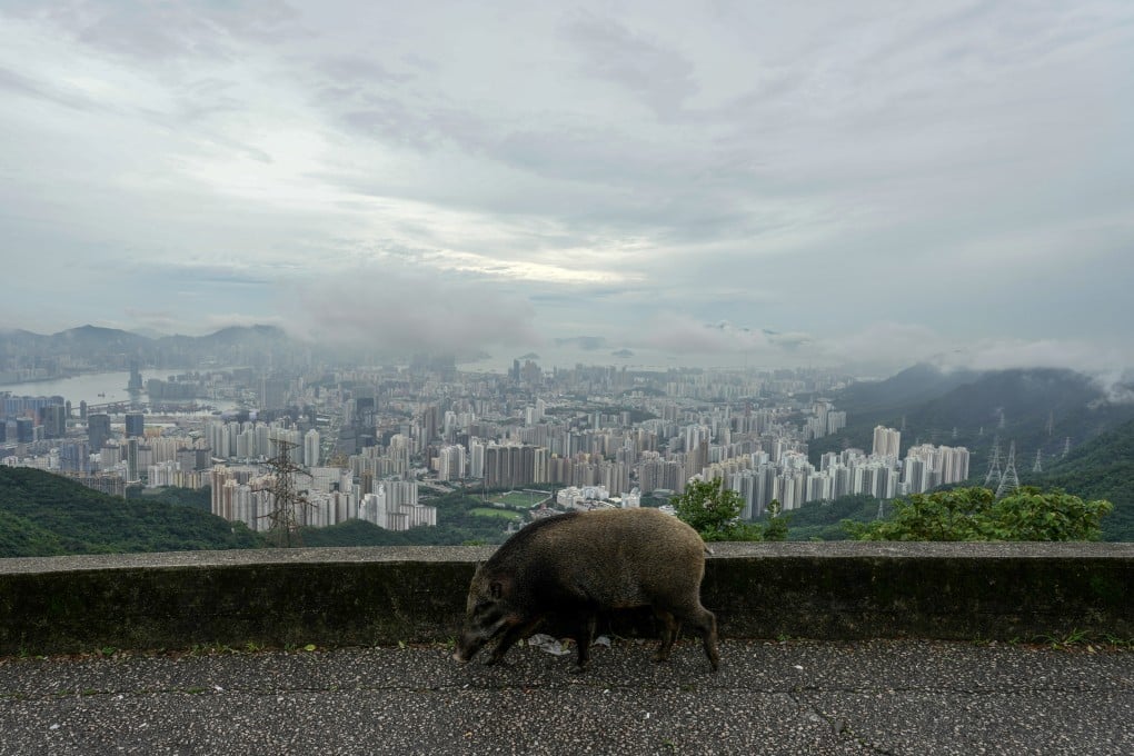 A wild boar is seen at Fei Ngo Shan Road on August 21, 2024. The number of wild pigs fell from about 1,830 in 2022 to around 900 in 2024. Photo: Sam Tsang