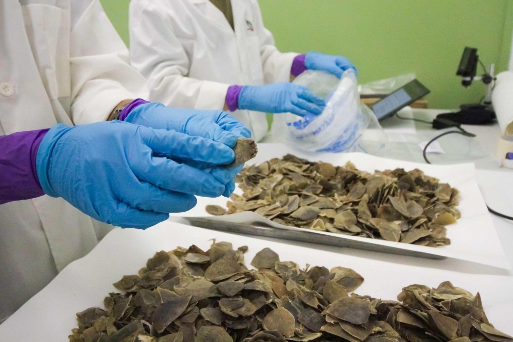Pangolin scales are examined following their seizure in Singapore on December 29, 2025. Photo: AFP/Singapore’s National Parks Board and Immigration & Checkpoints Authority
