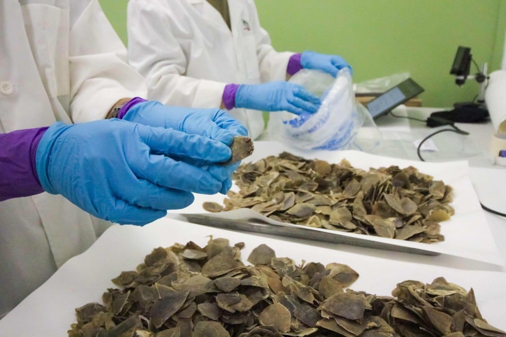 Pangolin scales are examined following their seizure in Singapore on December 29, 2025. Photo: AFP/Singapore’s National Parks Board and Immigration & Checkpoints Authority