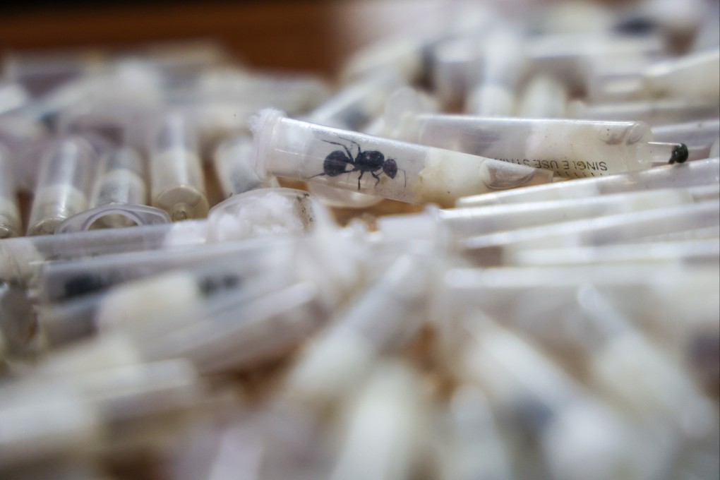 Kenya’s Wildlife Service detected five cases of smugglers trying to take live queen ants out of the country on flights last year. Photo: AP