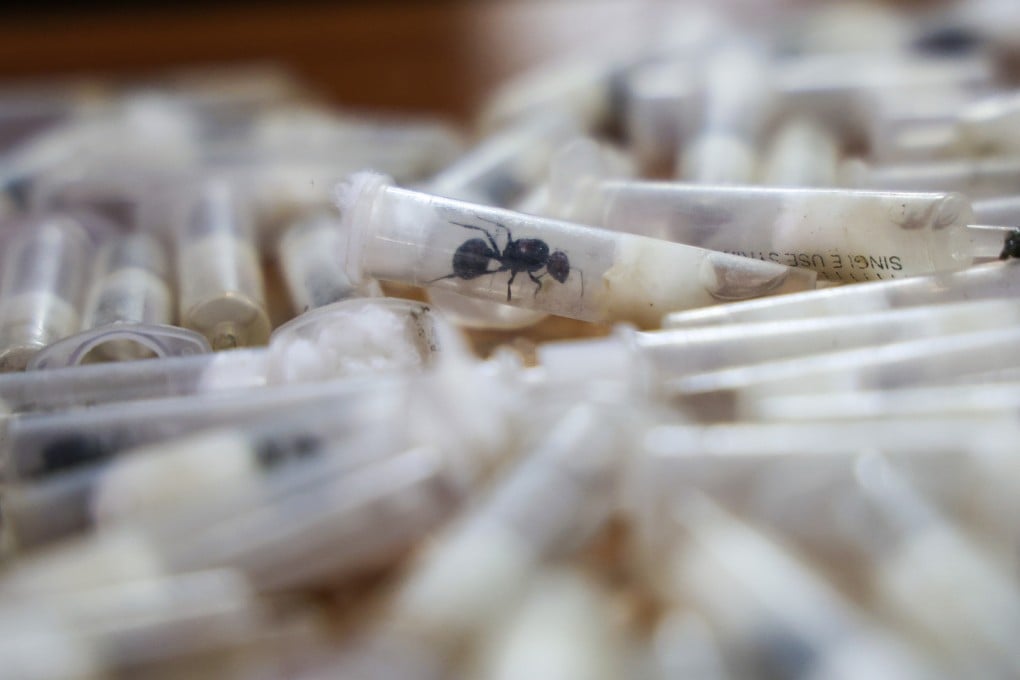 Kenya’s Wildlife Service detected five cases of smugglers trying to take live queen ants out of the country on flights last year. Photo: AP