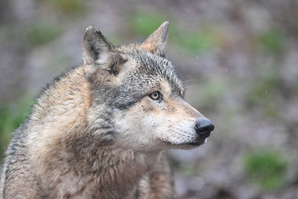 A wolf is seen in an enclosure in Baden-Wuerttemberg. Wolves were effectively wiped out in Germany but started returning about 30 years ago. Photo: dpa