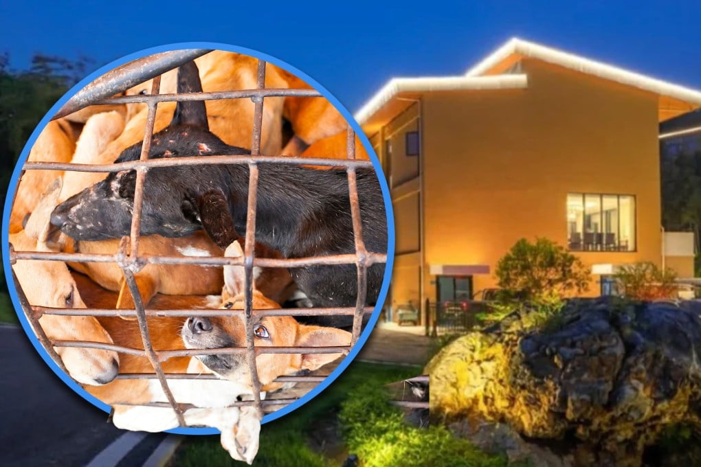 A traveller in China who stayed at a pet-friendly hotel was shocked to receive a text recommending places where she could eat dog meat. Photo: SCMP composite/Shutterstock/RedNote