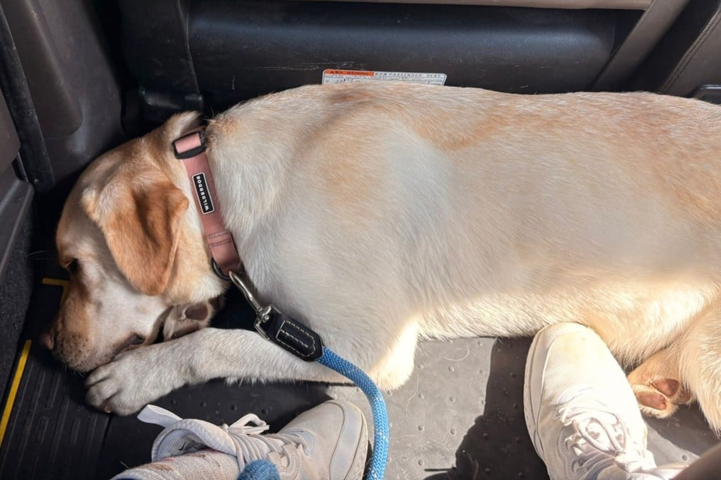 Quaife’s dog, Amfy, on the way to the vet after unwittingly eating rat poison. Photo: Handout