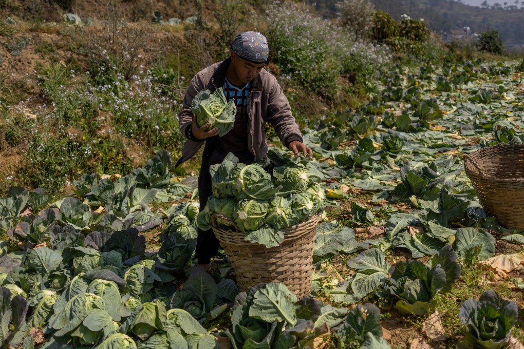 A farmer harvests cabbages at a farm in Atok in the Philippines on March 31. Photo: Reuters
