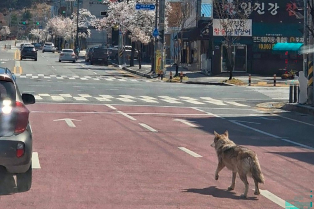 A wolf that escaped from a zoo is seen walking along a road in Daejeon on Wednesday. Photo:  Daejeon Fire Headquarters/Yonhap/AFP