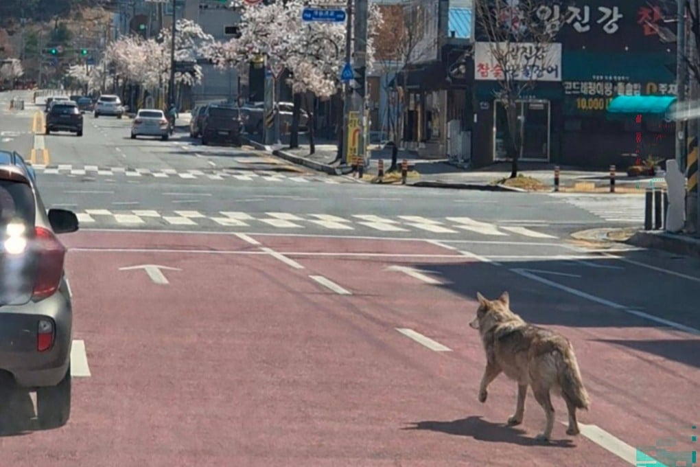 A wolf that escaped from a zoo is seen walking along a road in Daejeon on Wednesday. Photo: Daejeon Fire Headquarters/Yonhap/AFP
