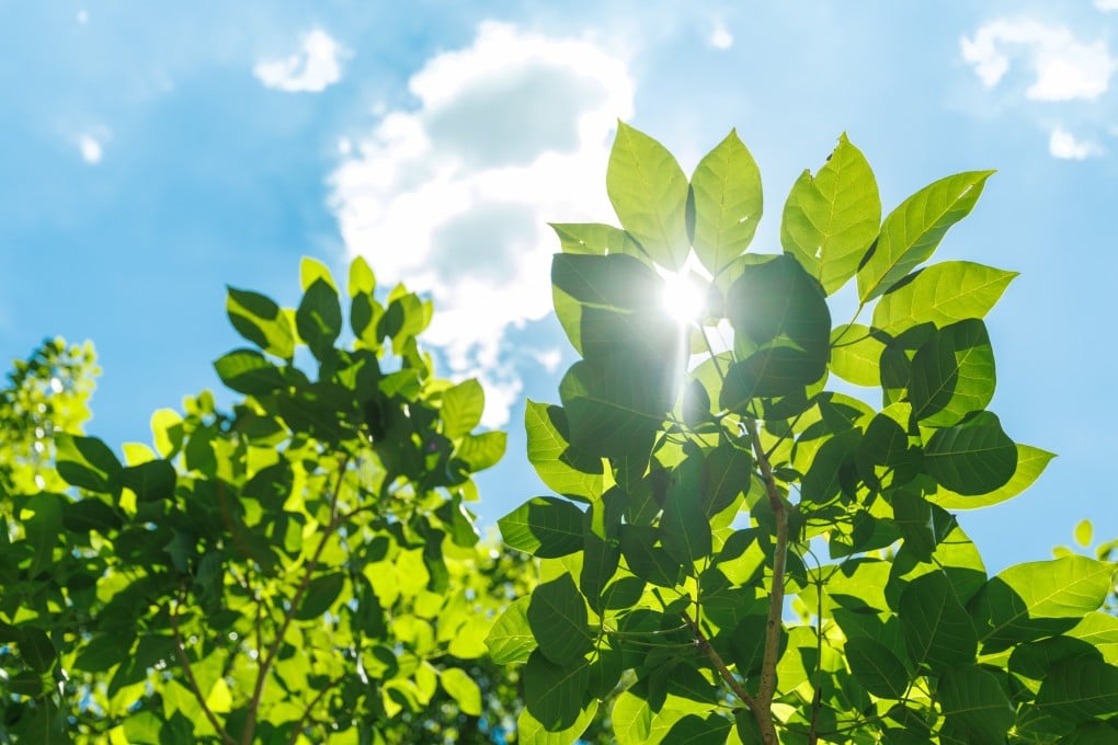 A team of Chinese scientists transplanted photosynthetic nanoparticles into sick rats and rabbits and discovered they were able to boost energy and restore disrupted cell interactions. Photo: Shutterstock