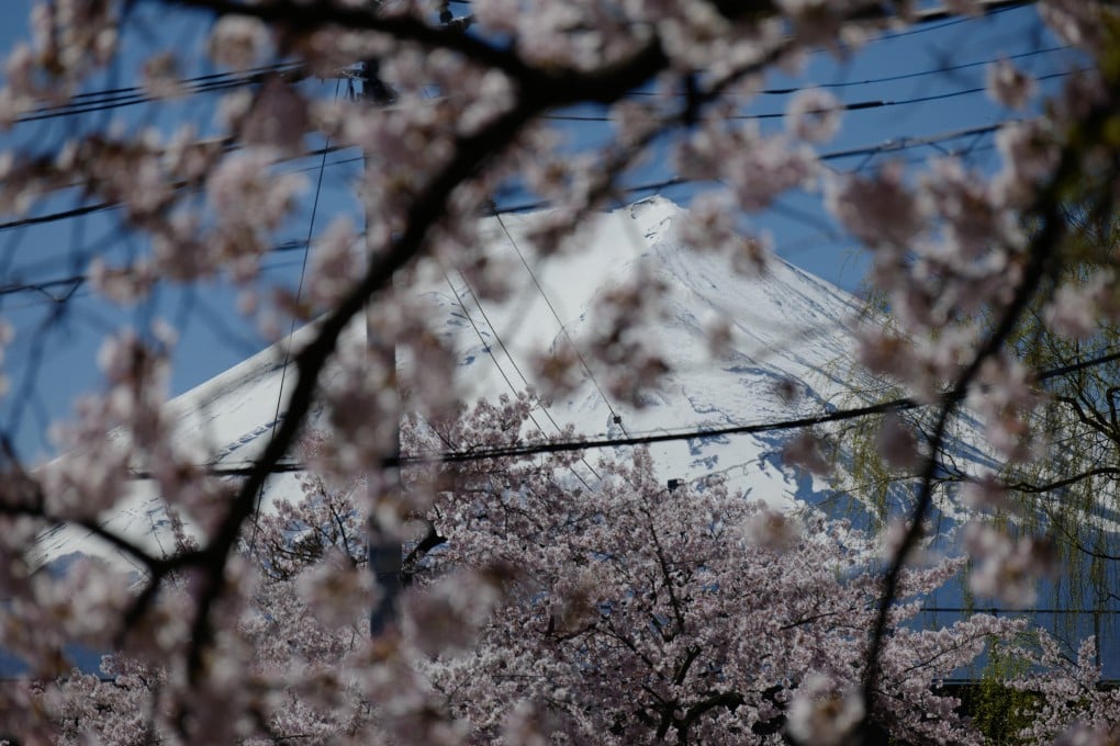 Mount Fuji is seen through cherry blossoms at Arakurayama Sengen Park, in Fujiyoshida, Japan, on April 8, 2026. Photo: AP