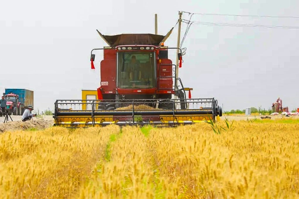 Chinese farmers have grown wheat in the country’s largest desert, Taklamakan, amid ongoing efforts to turn arid deserts into fertile soil and the drive to strengthen food security.
Photo: Weibo