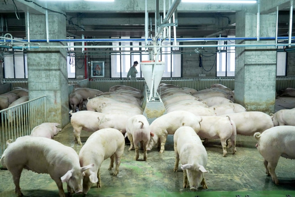 A multi-storey pig farm in Ezhou city, Hubei province in 2023. Photo: Xinhua