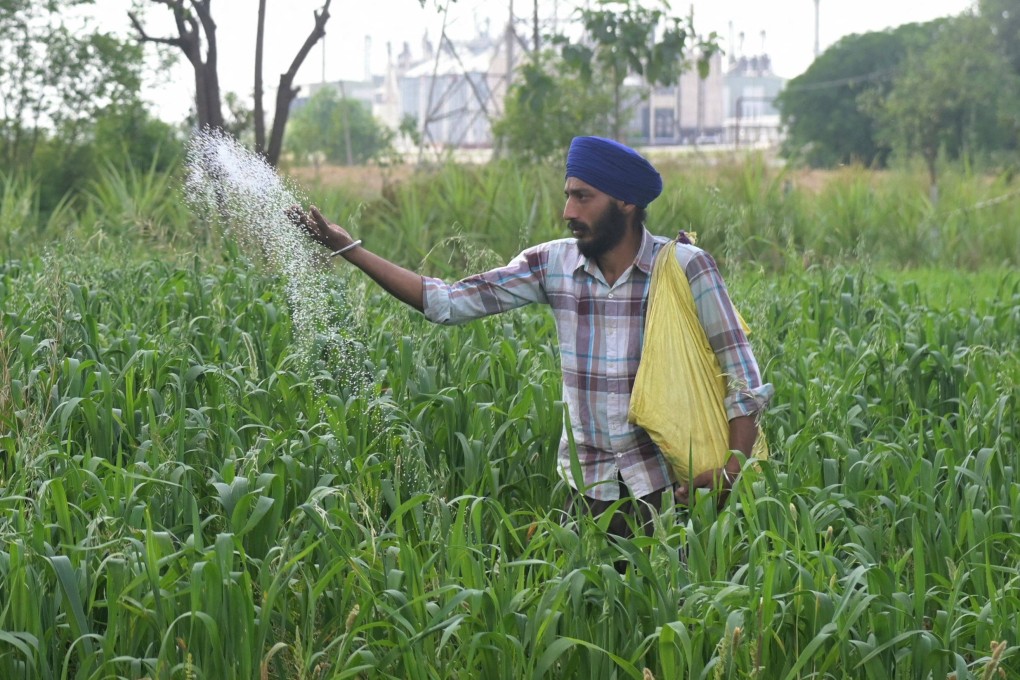 A farmer sprinkles fertiliser on crops in a field on the outskirts of Amritsar, India, on Thursday. Photo: AFP