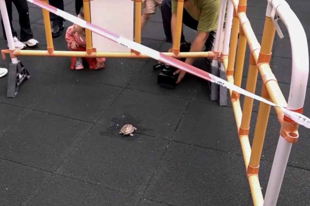 Police say a 10cm-long turtle has died from an apparent fall on No 185 Hammer Hill Road. Photo: Handout