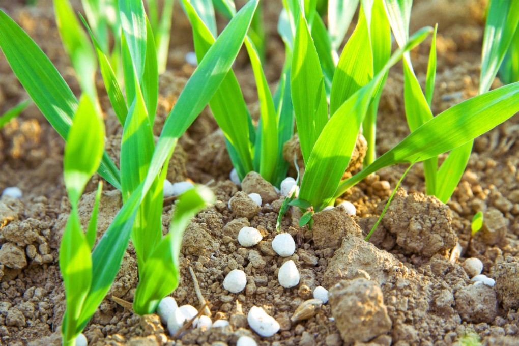 Fertiliser prices have surged amid global supply disruptions and export curbs, squeezing farmers and reshaping crop decisions. Photo: Shutterstock