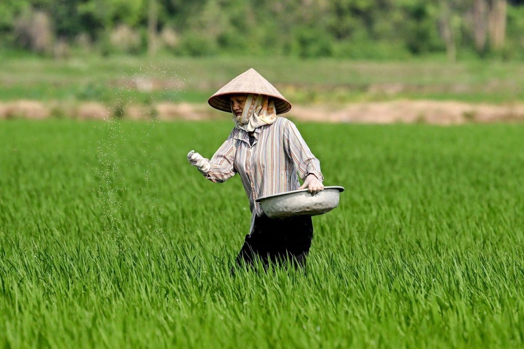 A farmer works in a rice field near Hanoi last month. In Vietnam’s Mekong Delta, where rice is grown three times a year, farmers are barely breaking even. Photo: AFP