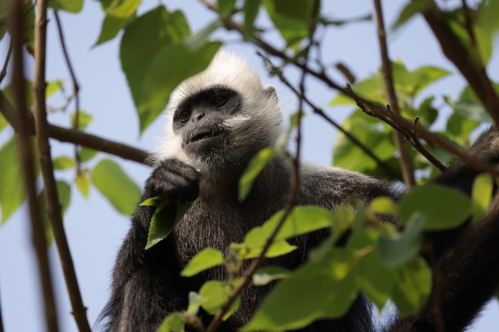 Huawei’s AI-powered identification and analysis system supports researchers to carry out real-time monitoring of the critically endangered white-headed langur in China’s Guangxi autonomous zone.
