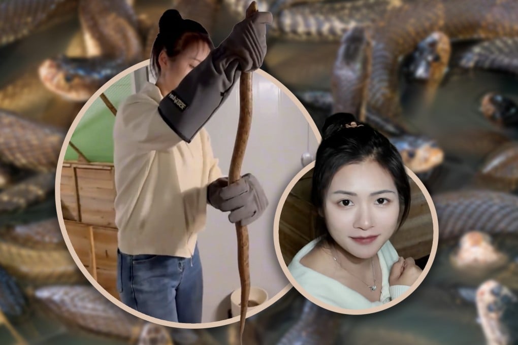 A young Chinese university graduate returned to her hometown to raise more than 60,000 venomous snakes, surprising many people online. Photo: SCMP composite/Shutterstock/Douyin