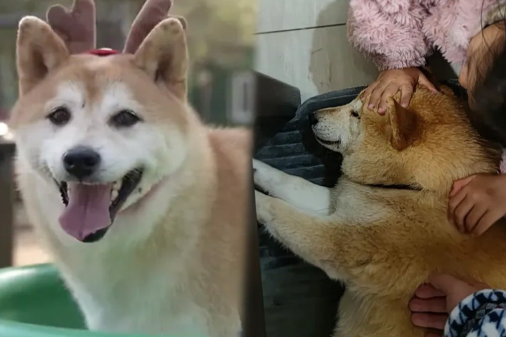 A 13-year-old celebrity Shiba Inu recently died. He had lived through many hardships after being abandoned and auctioned off due to his owner’s debts before a loving family rescued him in 2021. Photo: SCMP composite/Douyin