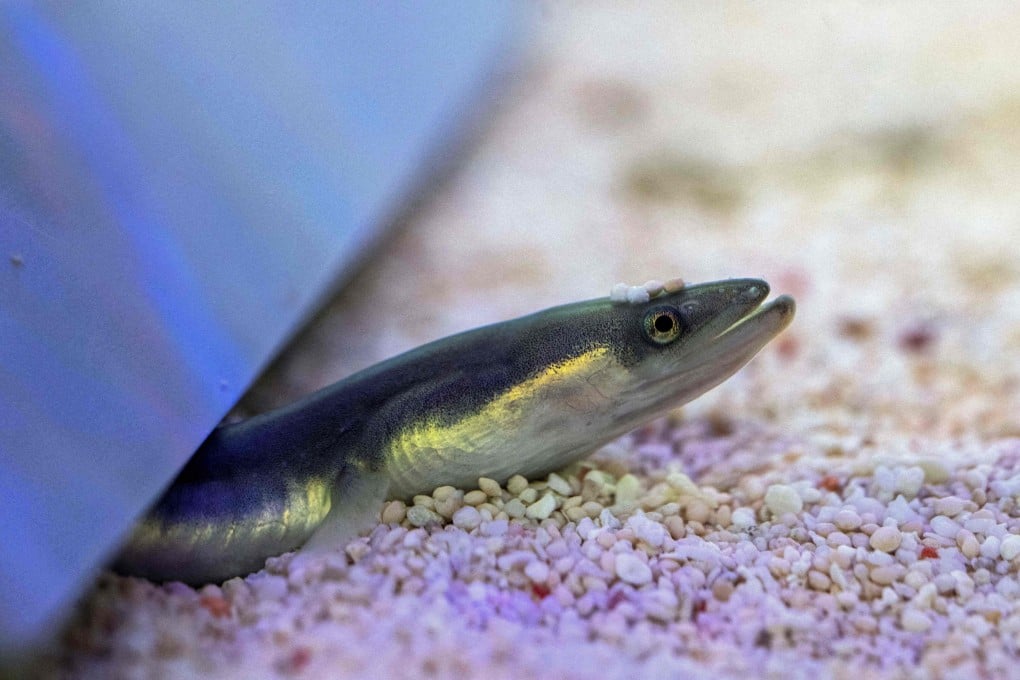 China accounts for 75 per cent of the world’s farmed eels, stocked with fry sourced from net fishing. Photo: AFP